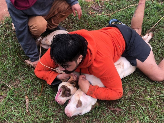 Animais foram amarrados após serem imobilizados - Foto: Reprodução