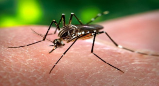 Mosquito Aedes aegypti é o principal transmissor da dengue, chikungunya e zika virus - Foto: ABr