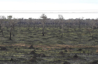 Pantanal registra queda de mais de 90% nos focos de incêndio no 1º semestre