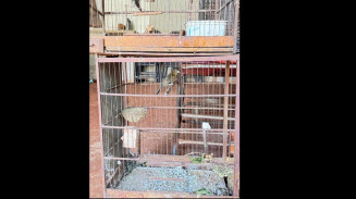 Aves silvestres mantidas ilegais são resgatadas em Campo Grande