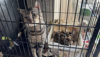 Na vistoria, foi constatado um cenário crítico: aproximadamente 200 animais (150 gatos e 50 cachorros) estavam em condições precárias de higiene e salubridade -Decom/MPMS