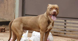 Morador mata pitbull a facadas após ataque em Campo Grande