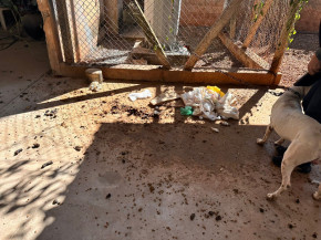 Um cão da raça pitbull foi resgatado na manhã desta sexta-feira (18) em condições degradantes, após denúncias recebidas pela Delegacia Especializada de Repressão aos Crimes Ambientais e Atendimento ao Turista (DECAT). O animal estava preso por uma corrente extremamente curta, cercado por fezes e urina, sem acesso a água, alimento e exposto ao frio, dentro de um estabelecimento comercial na Vila Santo Eugênio, em Campo Grande.  Diante da gravidade da situação, a perícia foi acionada e constatou o estado de maus-tratos. O pitbull foi acolhido provisoriamente por um lar temporário, enquanto aguarda decisão da Justiça.  O tutor do animal compareceu ao local e foi indiciado por crime de maus-tratos, cuja pena pode variar de 2 a 5 anos de reclusão, além de multa e a proibição de manter a guarda de animais.
