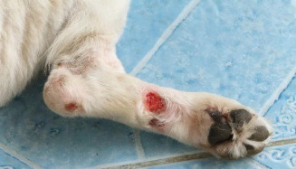 Homem é preso por maus-tratos e suspeita de zoofilia contra cachorro