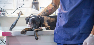 Homem é preso por castrar cachorro com canivete após se irritar com latidos