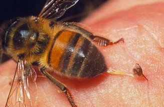 Homem morre após ataque de abelhas em fazenda