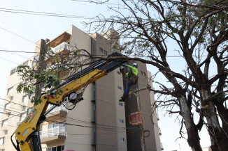 Primeira árvore que foi suprimida estava localizada na rua Oliveira Marques, região central de Dourados -Fotos: A. Frota