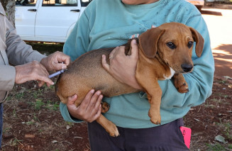 População contará com agilidade e praticidade para vacinar o animal na Prefeitura de Dourados- Fotos: A.Frota