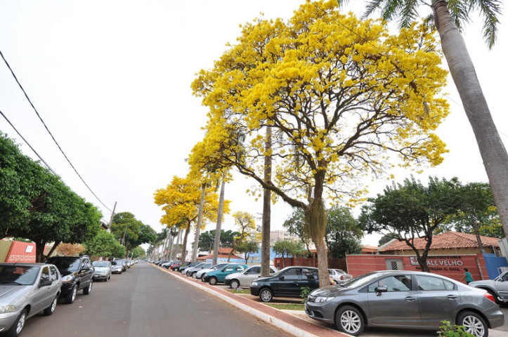 Período marca transição entre o inverno seco e o verão chuvoso, além do reflorescimento da flora- Foto: Arquivo/ Assecom