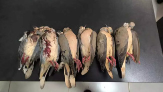 Pombas mortas encontradas pela Polícia Militar (Foto: Divulgação)