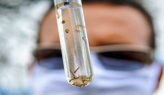 Mato Grosso do Sul já registra 17 mortes por dengue em 2025