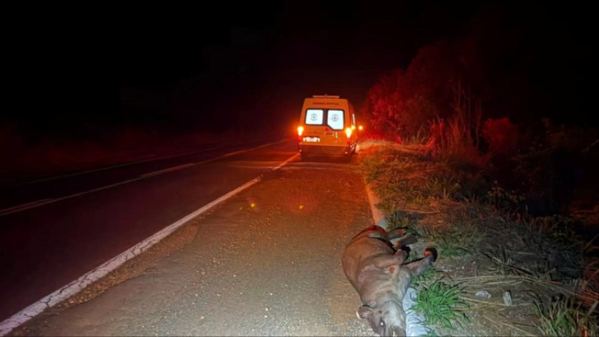 Anta morreu no local (Foto: Jornal da Nova)