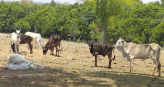 Boi morto ao lado de gado desnutrido (Foto: PMA/Divulgação)