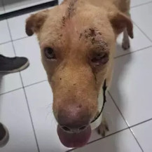 Cachorro foi atingido pela enxada - Foto: Divulgação