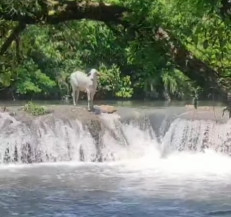 Boi nelore é flagrado pulando de cachoeira para se refrescar em rio de MS