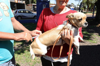 Campanha de vacinação antirrábica segue com equipes do Centro de Controle de Zoonoses percorrendo os bairros, distritos e localidades rurais, reforçando a importância da imunização para saúde pública. Foto: A. Frota