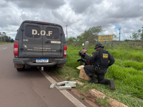 Traficante tenta escapar por plantação, mas é capturado pelo DOF com  maconha