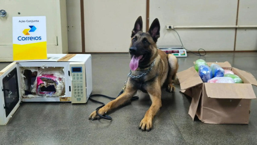 O cão de detecção K9-COLT da Denar (Foto: PCMS)