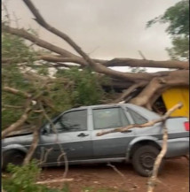Árvore cai sobre carro e trailer na Av. Gunter Hans  - Foto: Divulgação