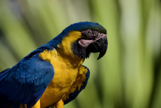 Bonito celebra abertura da COP30 com plantio de 250 árvores nativas e criação do Bosque das Araras