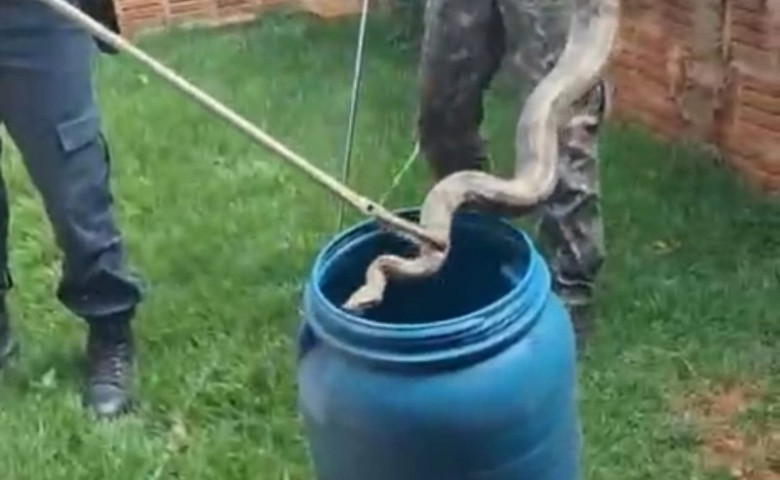 Agentes constataram que a serpente não apresentava lesões. (Foto: Reprodução, PMA)