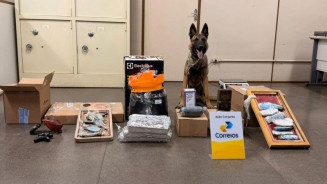 Cão farejador da Denar encontra mais de 9,5 kg de haxixe em agência dos Correios de Campo Grande