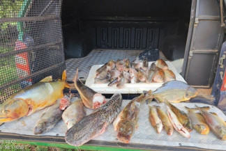 Pescador é multado por armazenar 26 kg de peixes nativos sem autorização