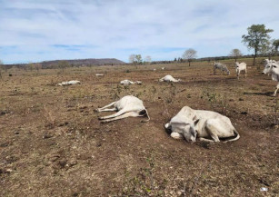 Registro de bovinos mortos em propriedade de Nioaque investigada pelo Ministério Público (Foto: MPMS)