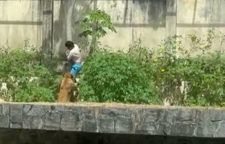 Homem é morto por leoa após invadir recinto dos felinos em zoo na Paraíba
