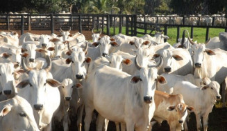 Mato Grosso do Sul consolida força do agro e alcança 7º maior VBP do Brasil em 2025