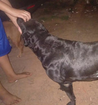 Jovem mostrou nas redes sociais cadela que atacava gatos para matar