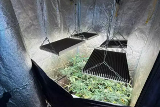 Homem viola medida protetiva e polícia descobre plantação com 121 pés de maconha em MS - Foto: Divulgação / Polícia Civil