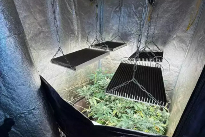 Homem viola medida protetiva e polícia descobre plantação com 121 pés de maconha em MS - Foto: Divulgação / Polícia Civil