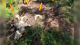 Fazendeiro vira alvo do MP após deixar quase 500 bois em estado de abandono