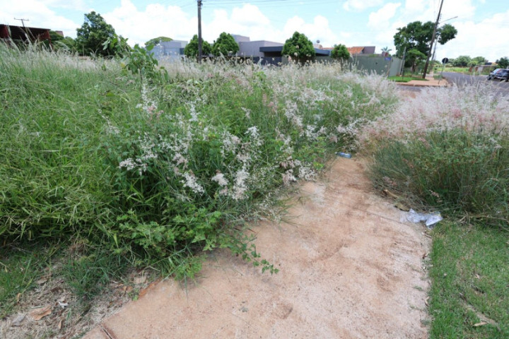 A iniciativa busca preservar a limpeza e a organização da cidade, especialmente diante do crescimento acelerado da vegetação provocado pelas chuvas. Foto: A. Frota
