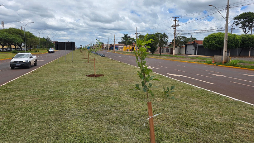 Plantio começou nesta terça-feira