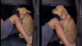 Trio é preso furtando fios de cobre no centro de Campo Grande e até cachorro vai parar na delegacia