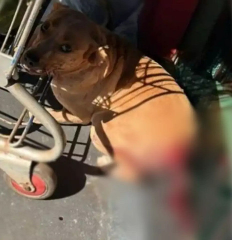 Caramelo foi encontrado ferido em supermercado de distrito sul-mato-grossense. (Foto: Alvorada Informa)