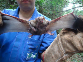 A doença, transmitida por morcegos hematófagos, exige ações imediatas para proteger rebanhos e evitar prejuízos econômicos. - Foto: Iagro