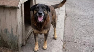 Morte de cão espancado por adolescentes reacende debate sobre maioridade penal no Brasil