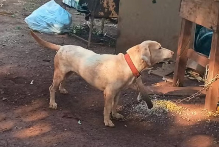 Cão que foi agredido — Foto: Reprodução