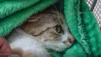 Mulher é presa após arremessar gata do 12º andar de prédio