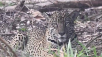 Símbolo de superação no Pantanal, onça Itapira se recupera e dá à luz dois filhotes