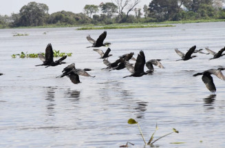 Pantanal coloca MS no centro das discussões globais sobre espécies migratórias
