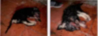 Animal foi agredido até a morte - Foto: reprodução