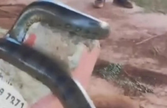 Sucuri é flagrada em banco de praça e mobiliza Bombeiros em Paranaíba
