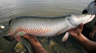 Com a nova regra, a pesca, captura e abate do pirarucu estão liberados durante todo o ano para pescadores profissionais e artesanais em diversas regiões hidrográficas do país - Foto: Ministério do Desenvolvimento