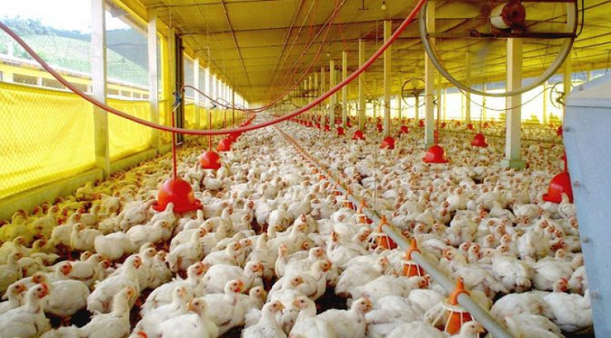 A normativa estabelece diretrizes mais rigorosas para o registro, fiscalização e acompanhamento sanitário - Foto: Semadesc