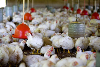 Carga com 4,5 mil galinhas é apreendida por maus-tratos e multa passa de R$ 6,7 milhões