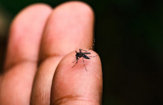 Jardim e Fátima registram mortes por chikungunya e chega a 10 em MS